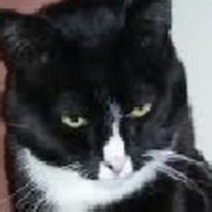 Meet your Posher, Owen